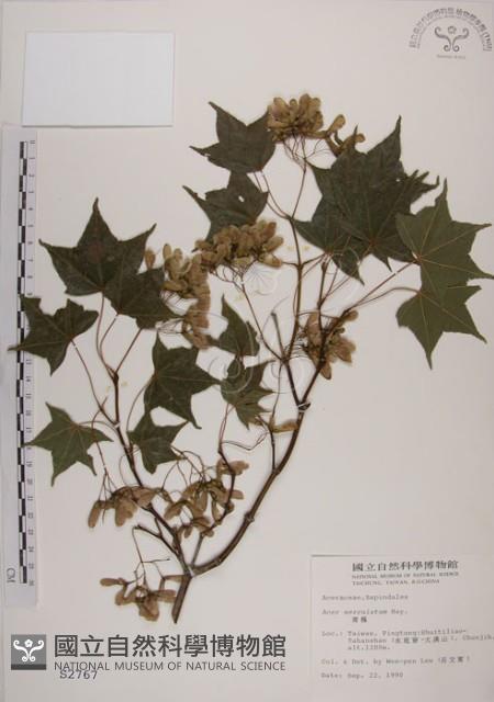 青楓藏品圖，第1張