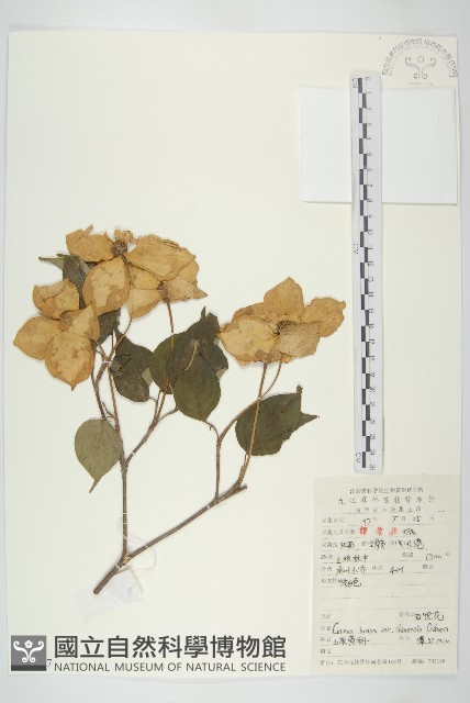 四照花、山荔枝藏品圖，第1張