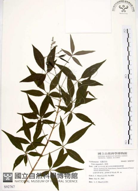 黃荊藏品圖，第1張
