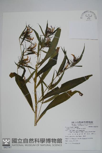 大本山梗菜藏品圖，第1張