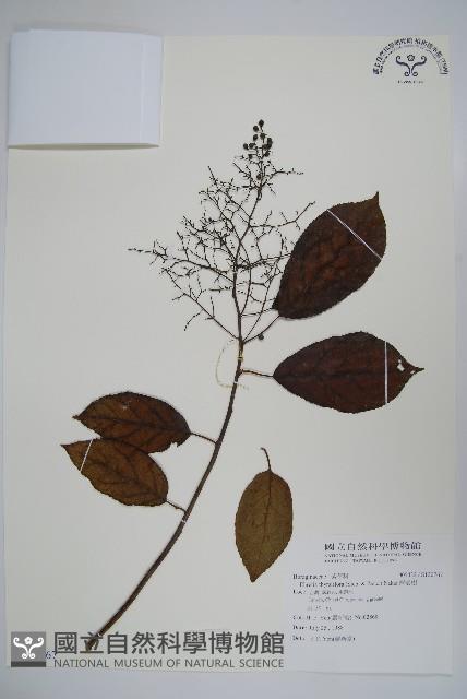 厚殼樹藏品圖，第1張