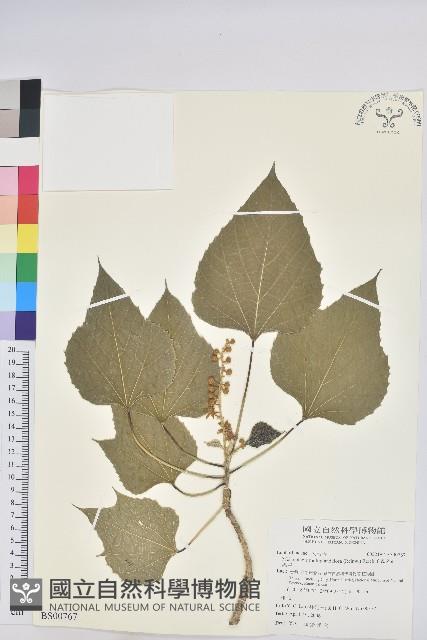 玉山假沙梨藏品圖，第1張