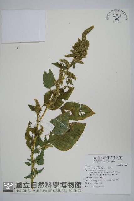 青莧藏品圖，第1張