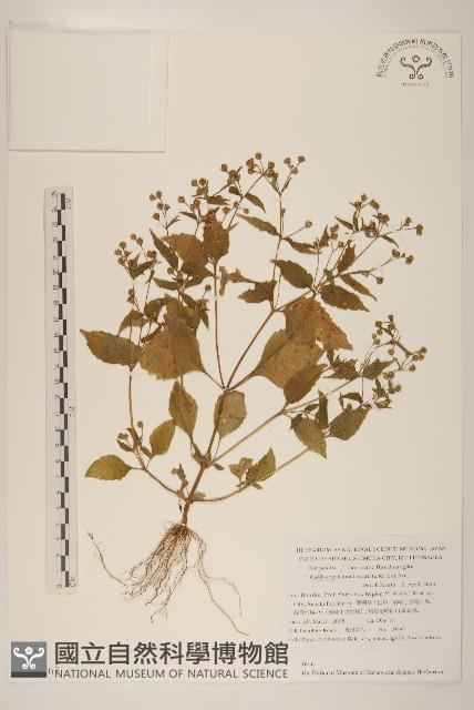 粗毛小米菊藏品圖，第1張