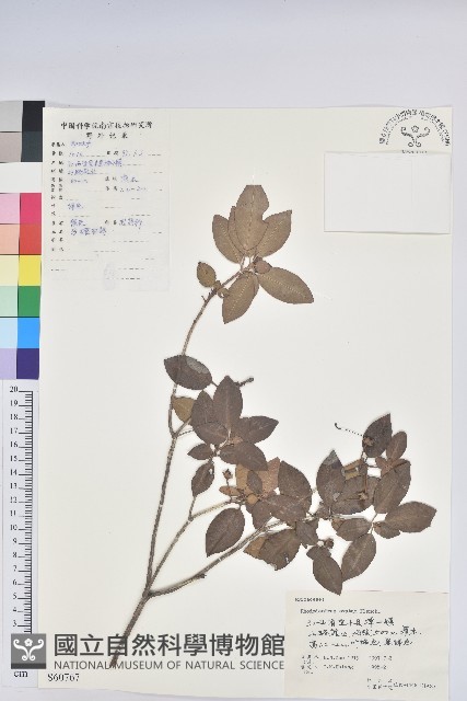馬銀花藏品圖，第1張