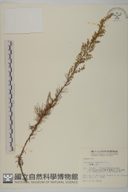 細葉山艾藏品圖，第1張