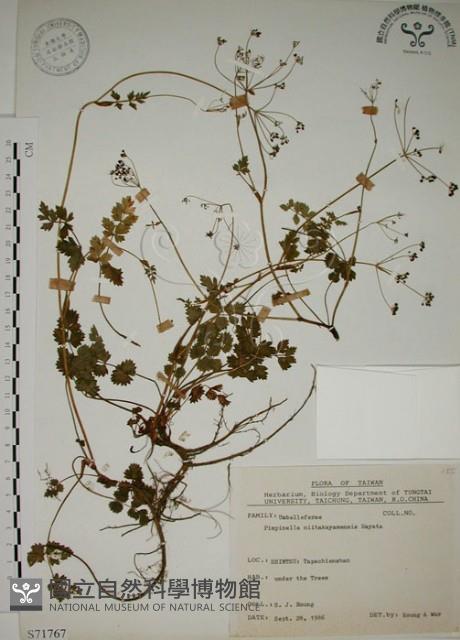 玉山茴香藏品圖，第1張