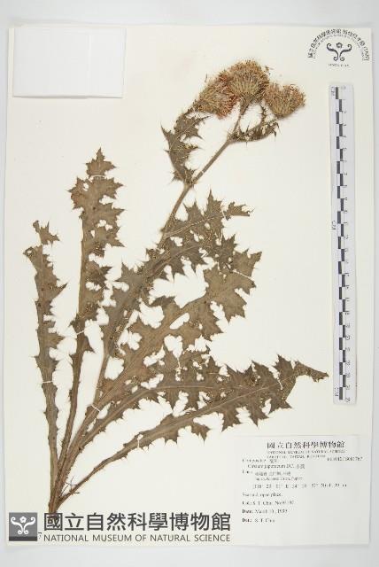 小薊藏品圖，第1張