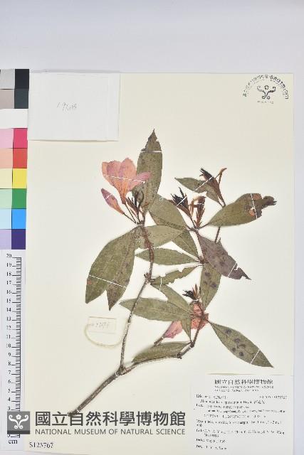 西施花藏品圖，第1張