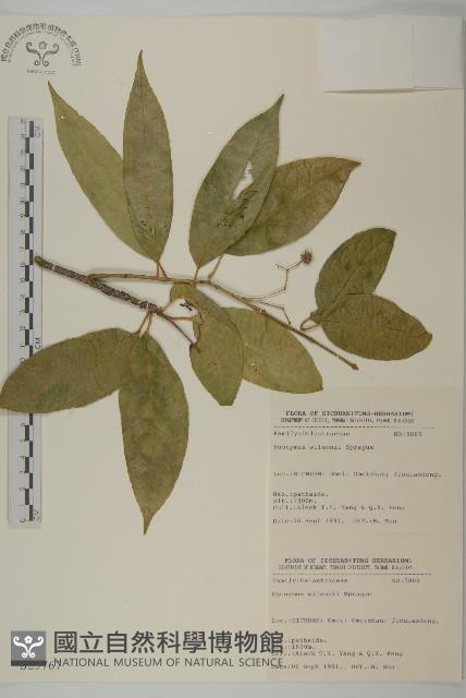 長刺衛矛藏品圖，第1張