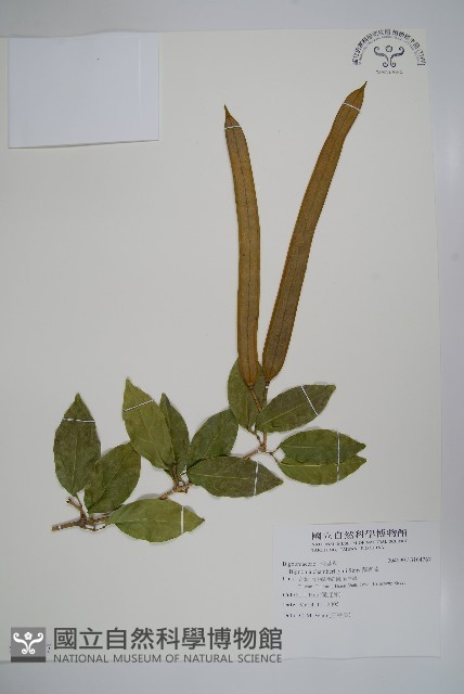 蒜香藤藏品圖，第1張