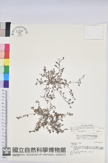 伏生大戟藏品圖，第1張