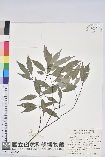 錐果櫟藏品圖，第1張