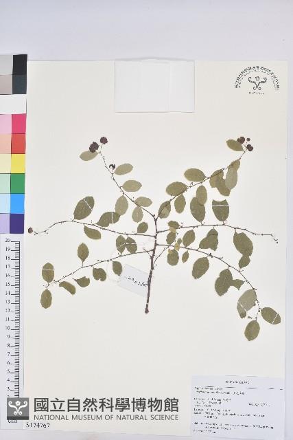 多花油柑、白仔藏品圖，第1張