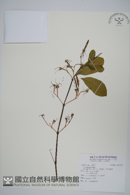 塊莖蘆莉草、紫莉花、藍蘆莉、球根蘆莉藏品圖，第1張