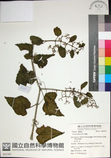 粉藤藏品圖，第1張