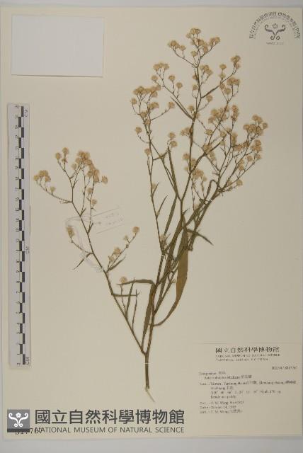 掃帚菊藏品圖，第1張