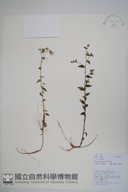 Accession Number:S097767 Collection Image, Figure 1, Total 2 Figures