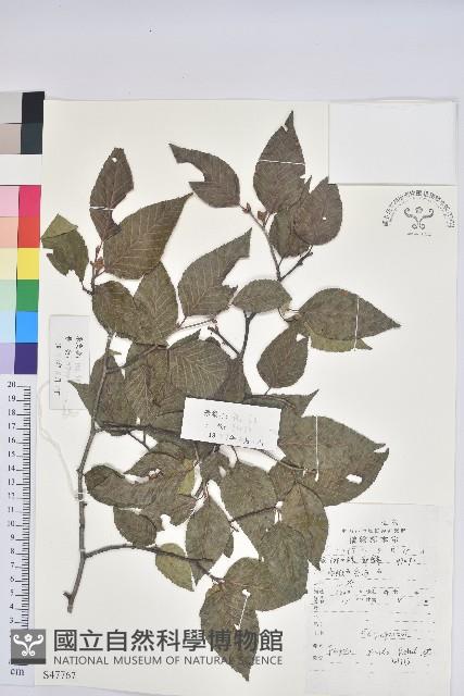 亮葉水青岡藏品圖，第1張