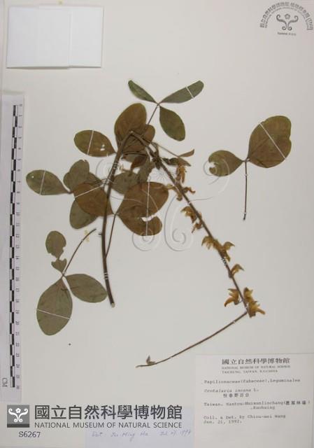 黃野百合藏品圖，第1張