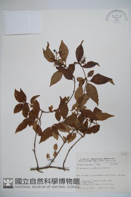 Narrow-leaved Viburnum Collection Image, Figure 1, Total 2 Figures