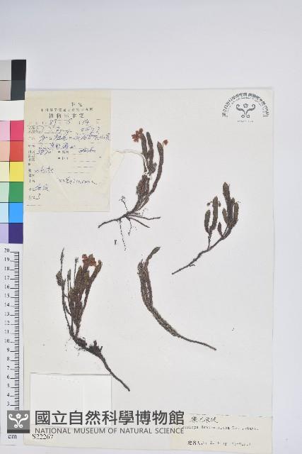 睫毛岩須藏品圖，第1張