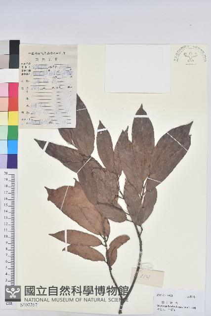 粗毛野桐藏品圖，第1張