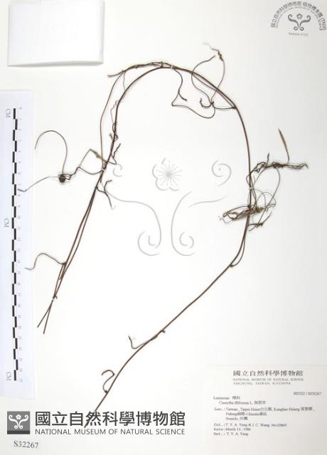 無根草藏品圖，第1張