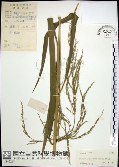 棕葉狗尾草藏品圖，第1張