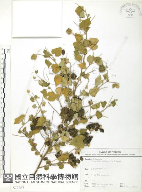 冬葵子藏品圖，第1張