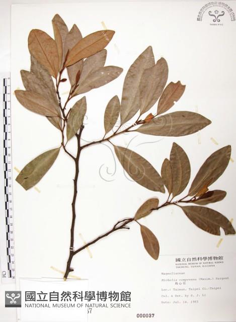 烏心石藏品圖，第1張