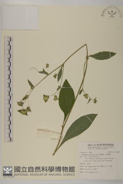 地膽草、毛蓮菜藏品圖，第1張