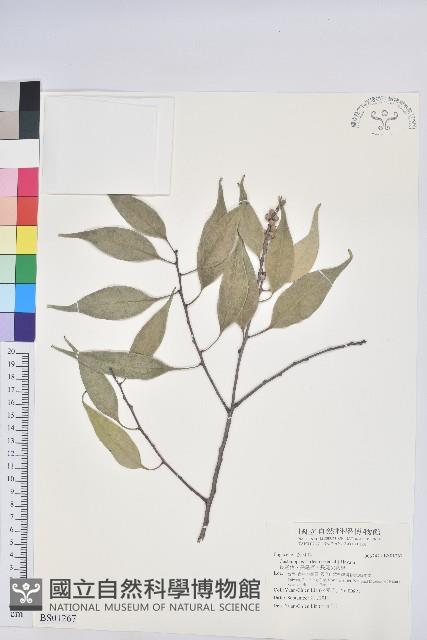 美洲含羞草藏品圖，第1張