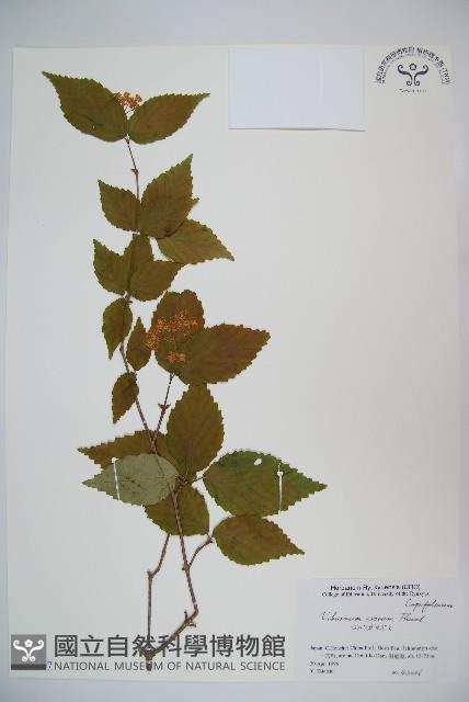 松田氏莢迷、宜昌莢迷藏品圖，第1張