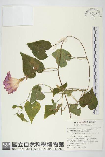 銳葉牽牛藏品圖，第1張