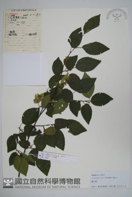 鵝耳櫪藏品圖，第1張