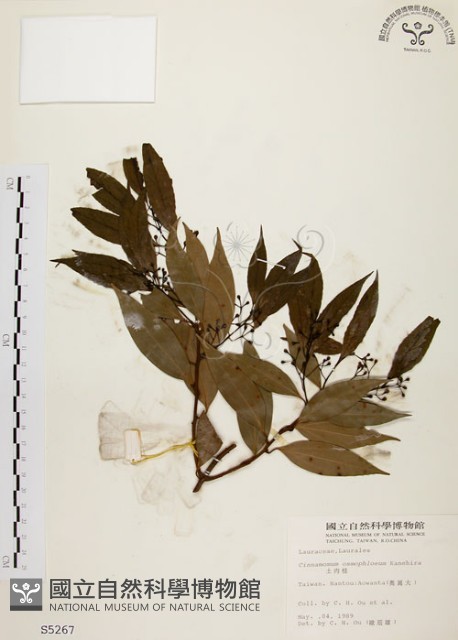 山肉桂、台灣肉桂藏品圖，第1張