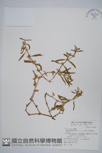 蓮子草藏品圖，第1張