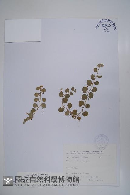 普刺特草藏品圖，第1張