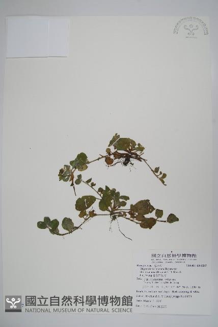 臺北附地草藏品圖，第1張