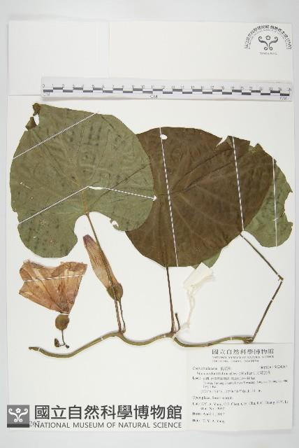 大萼旋花藏品圖，第1張