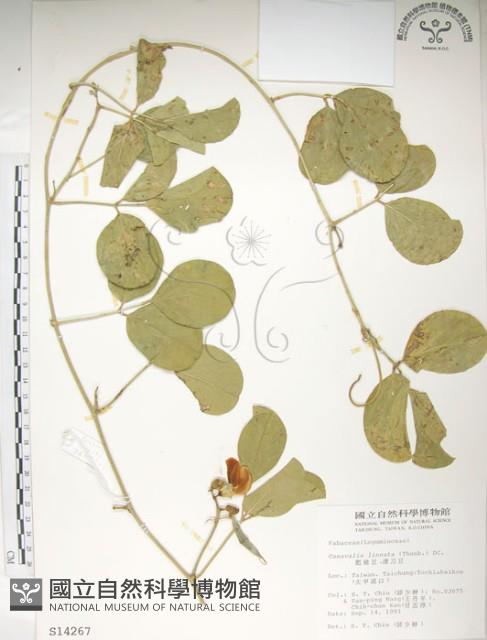 肥豬豆藏品圖，第1張