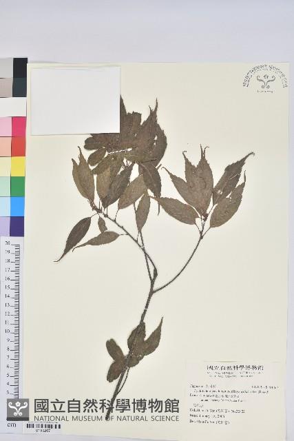 錐果櫟藏品圖，第1張