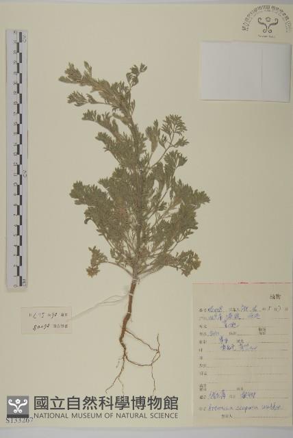 黃蒿藏品圖，第1張