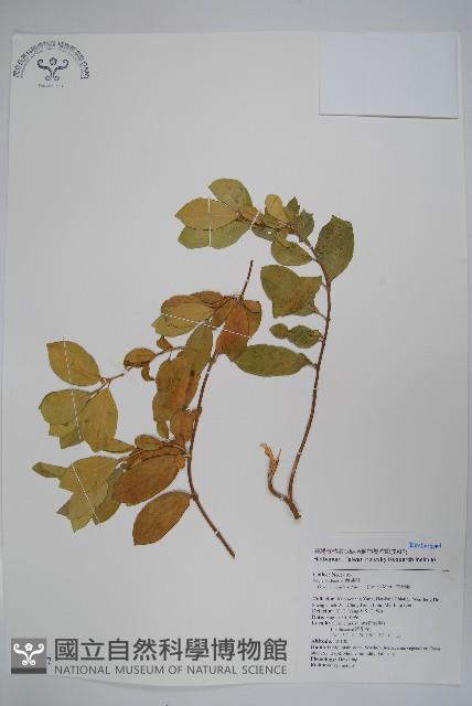 羊角藤、武靴藤藏品圖，第1張