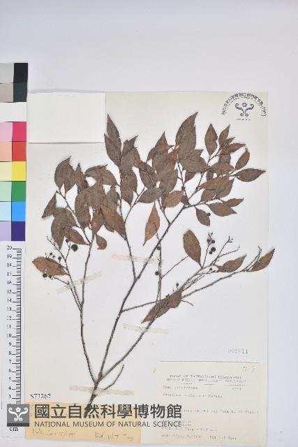 米飯花藏品圖，第1張