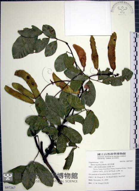 疏花魚藤藏品圖，第1張