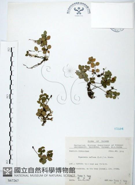 小椒草藏品圖，第1張