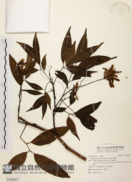 黃杞藏品圖，第1張