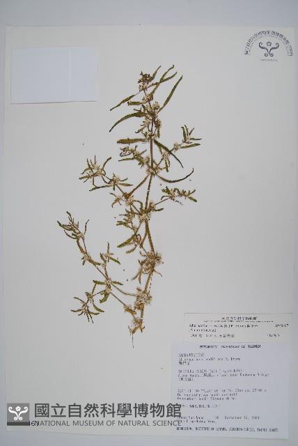 蓮子草藏品圖，第1張